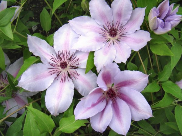 Clematis nelly moser larawan at paglalarawan