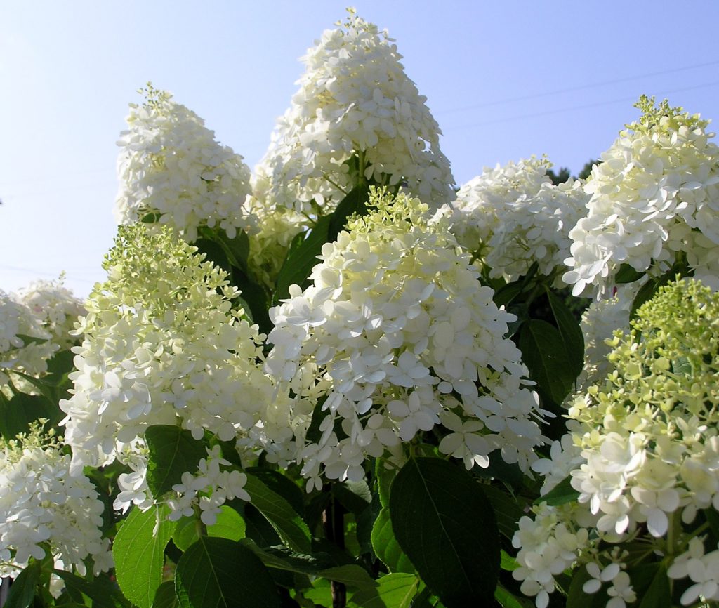 Photo de chariot d'hortensia