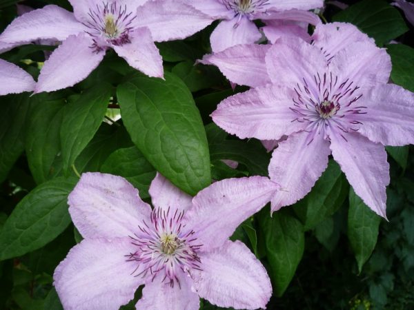 Clematis hibrid hegley hibrid