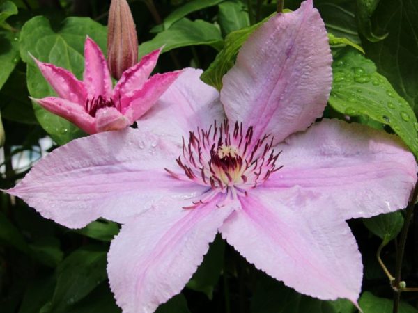 Description de l'hybride Clematis hegley