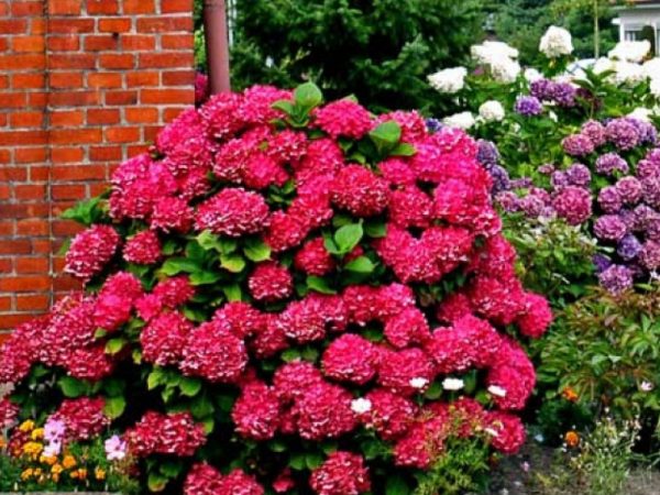 Hortensia alpengluhen