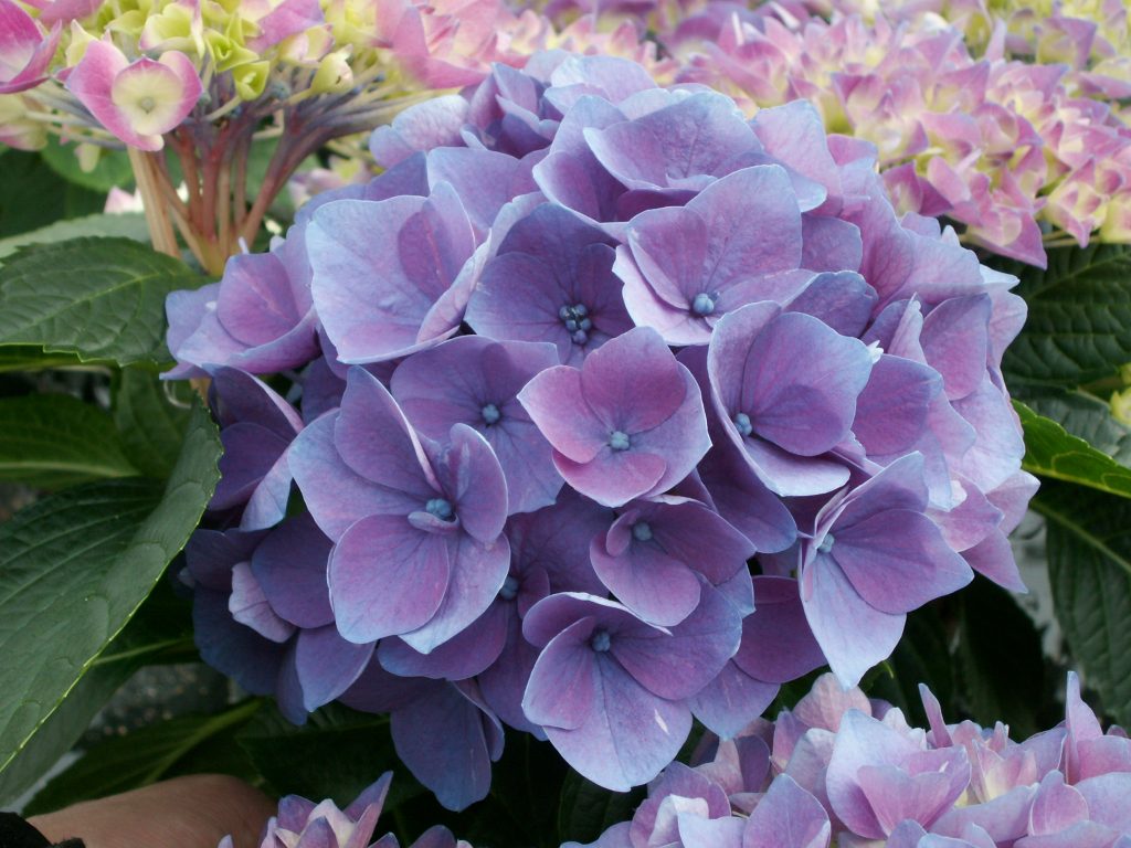 Commentaires sur Earley Senseishen Hydrangea