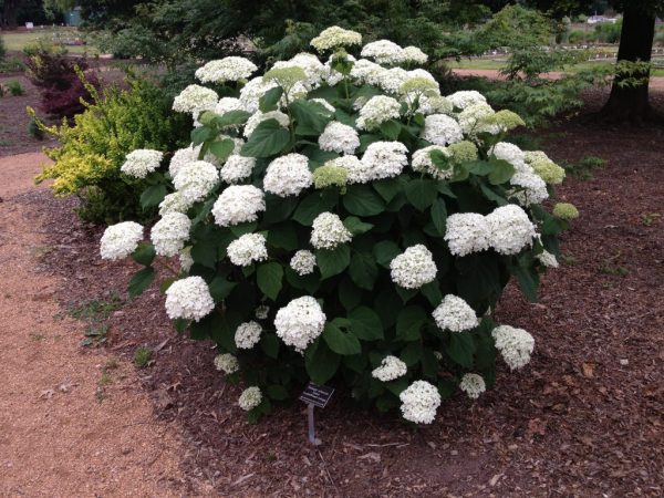 Hortensia Anabelle