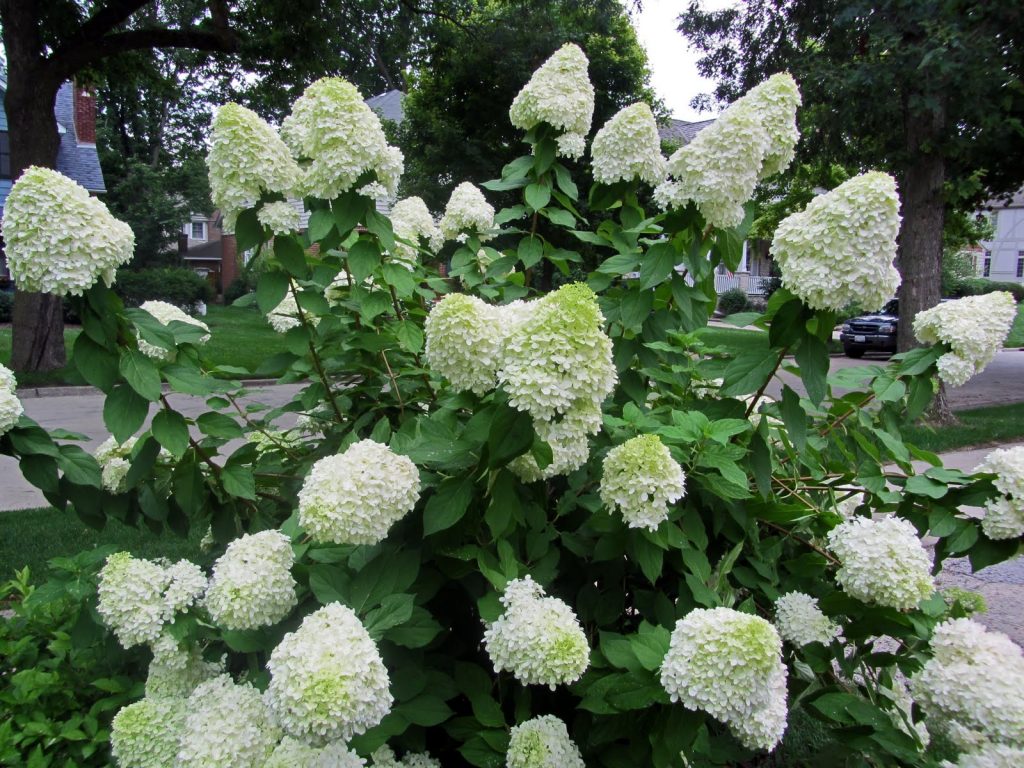 Description de la sélection d'hortensias