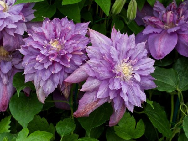 Paglalarawan ng Clematis Vivian Pennel