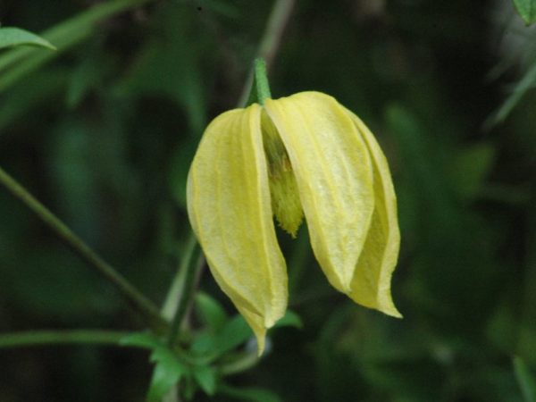 Radar d'amour Clematis Tangut