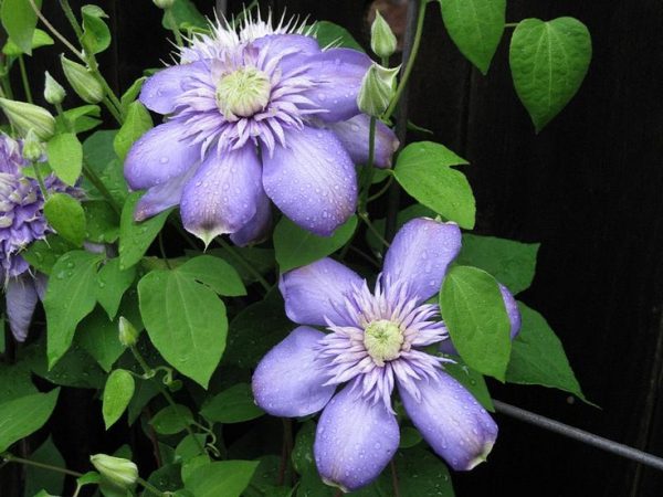 Description de la lumière bleue de la clématite