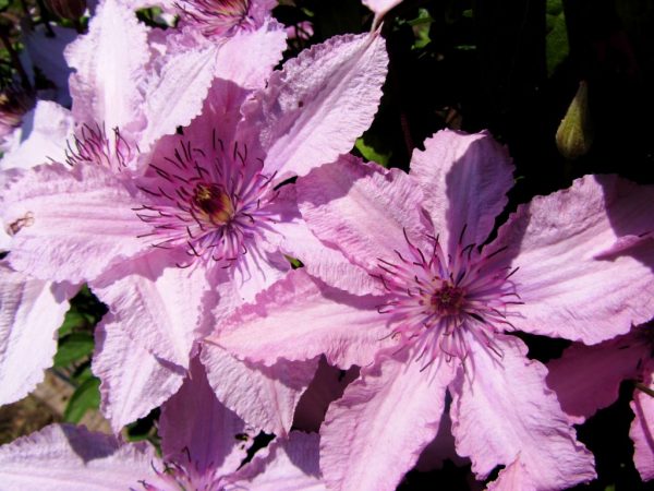 Hegley Hibrid Clematis