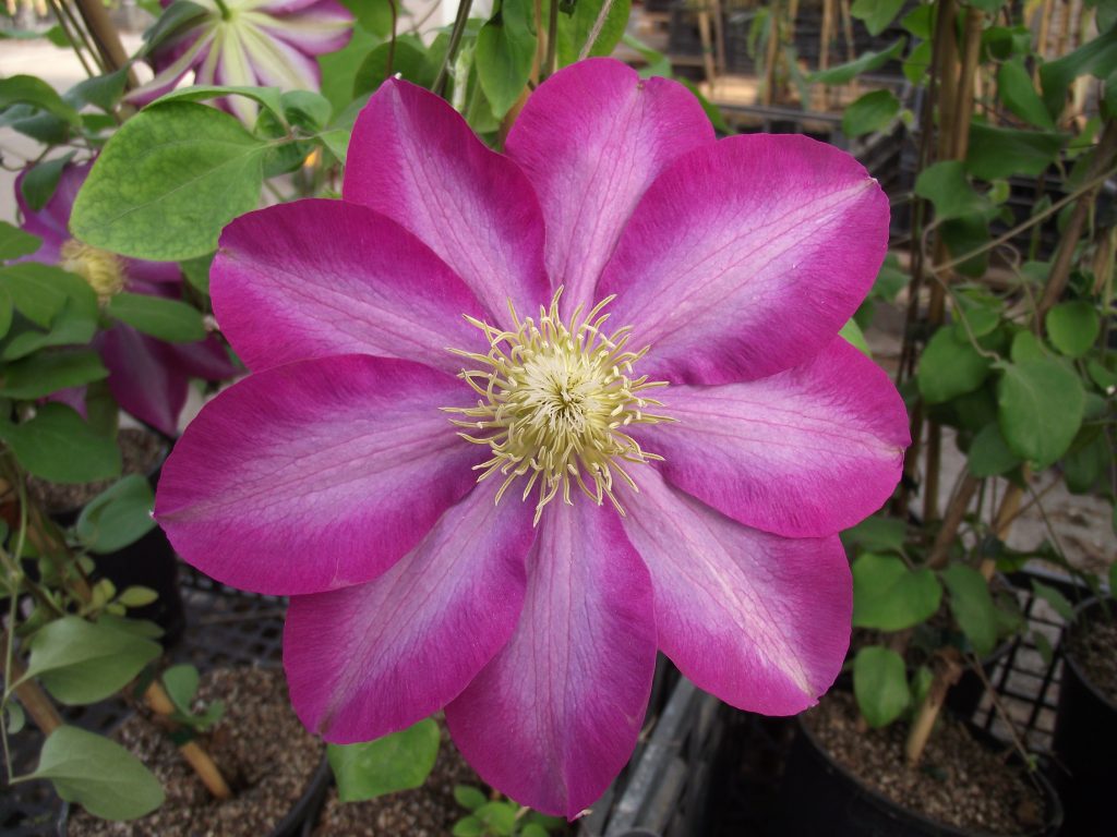 Paglalarawan ng Clematis acao