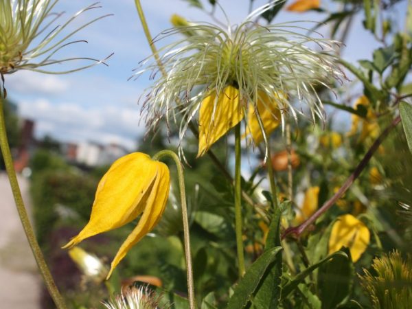 Photos de plantation et d'entretien de Clematis Tangut: