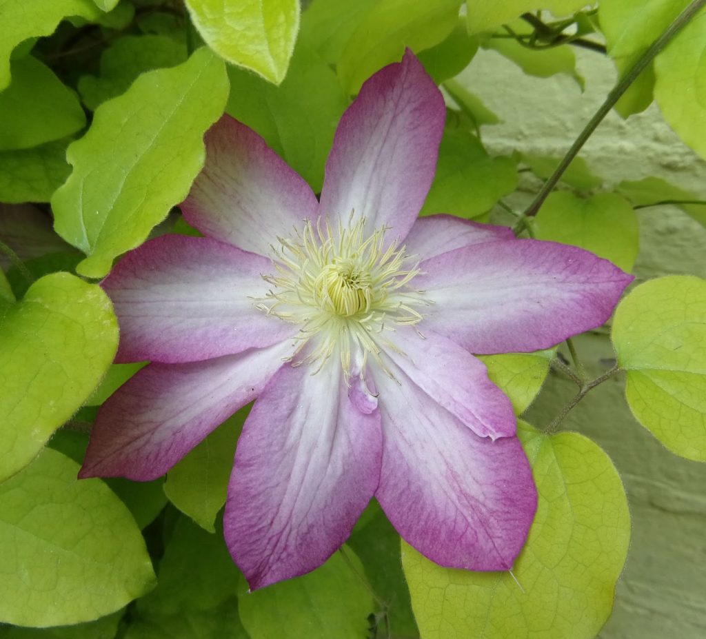 Grupo ng Clematis acao