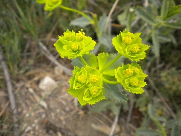 Euphorbia fényképes gyom, tövises levelekkel