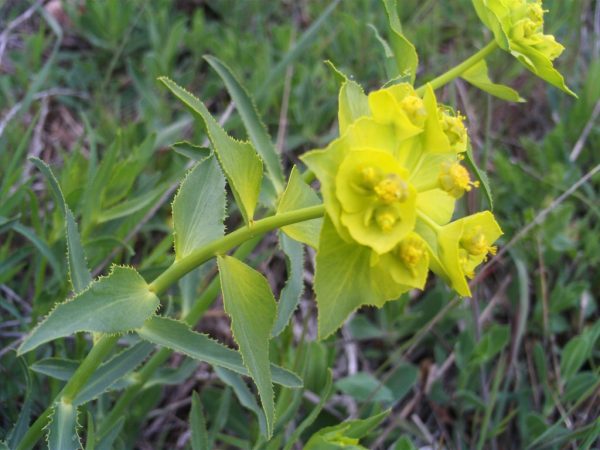 Euphorbia közös fotó