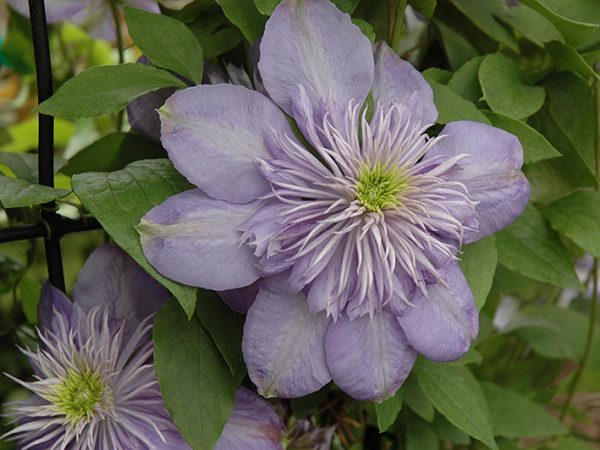 Photo de lumière bleue clématite