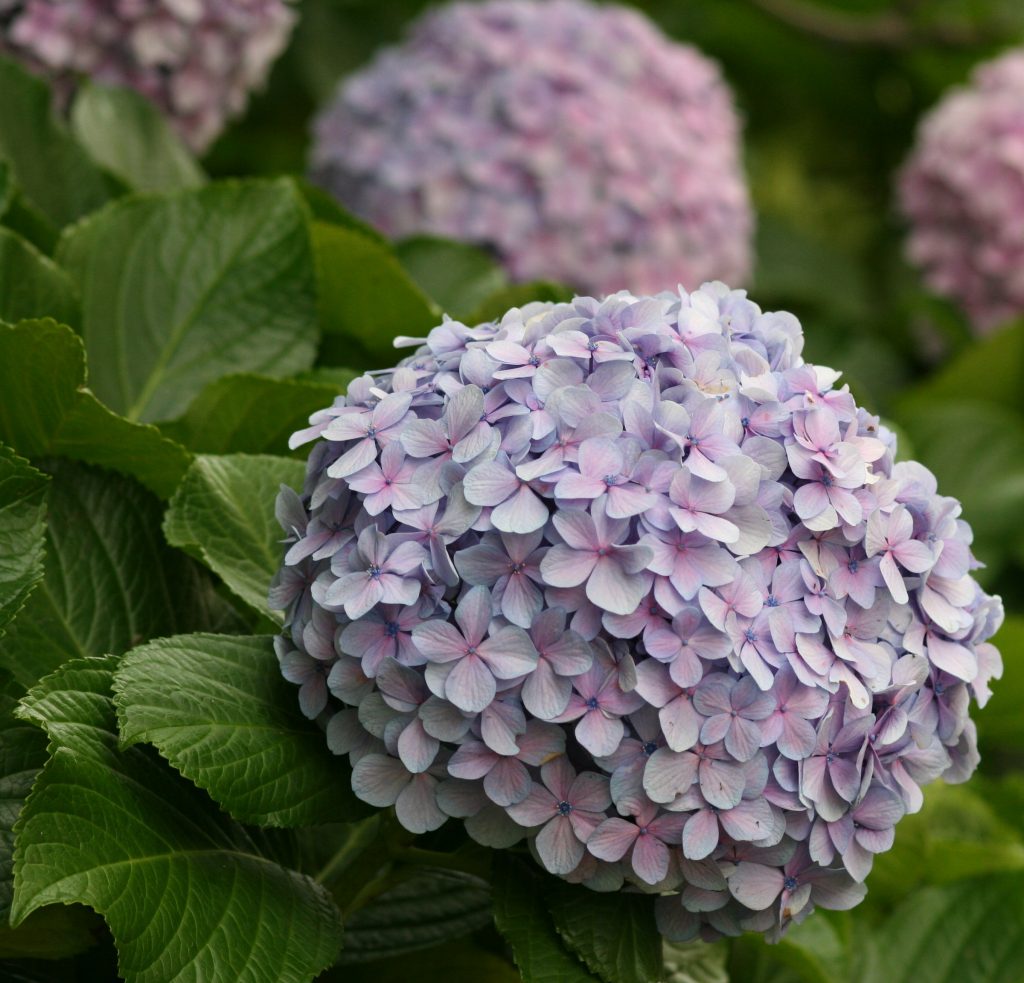 Pourquoi l'hortensia ne fleurit pas