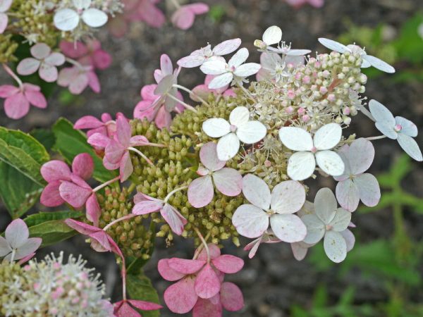 Hydrangea paniculata big ben