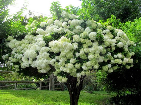 Hydrangea grandiflora grandiflora