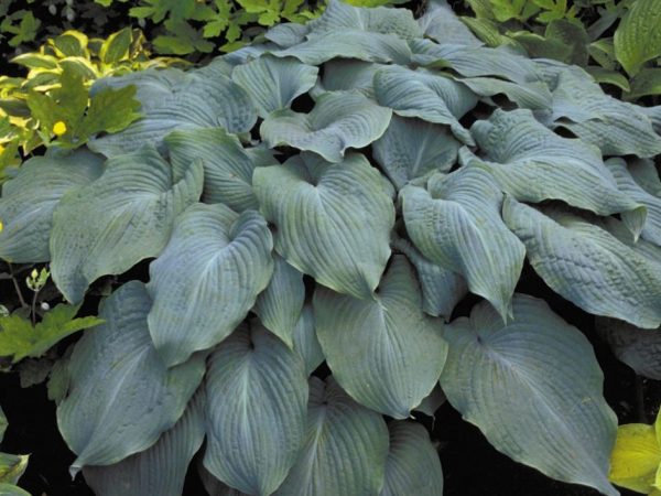 Description et photo de l'ange bleu Hosta