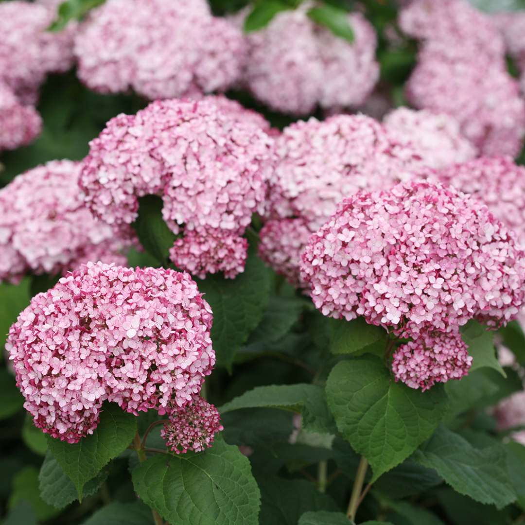 Fard à joues incredibol à l'hortensia