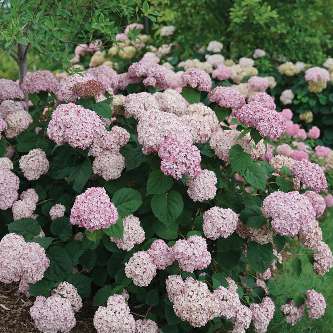 Hortensia Incrediball