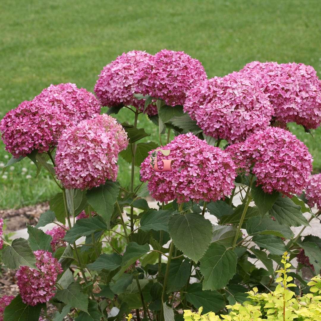 Hortensia Magic Pinkerbell