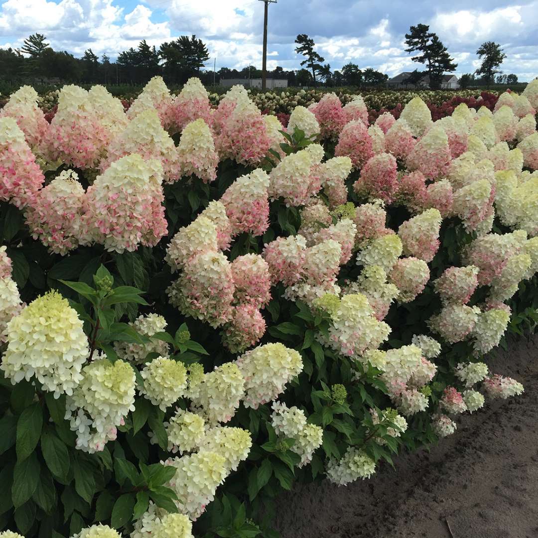 Commentaires sur Hydrangea Dolly Paniculata