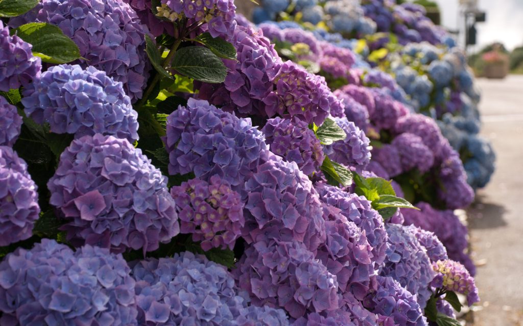 Pourquoi l'hortensia à grandes feuilles ne fleurit pas