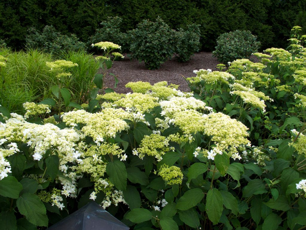 Mga pagsusuri sa Hydrangea Hayes Starburst