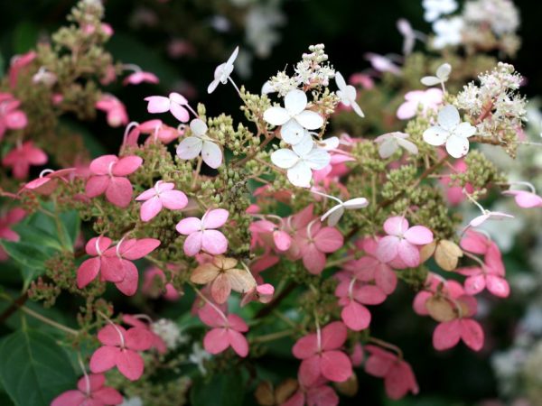 Hydrangea panikulata big ben paglalarawan