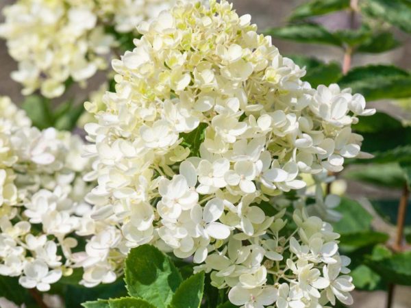 Hortensia panicule bombe