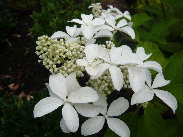 Hydrangea paniculata grande star photo