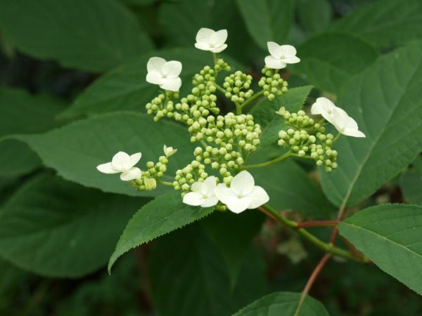 Hydrangea bretschneider