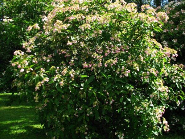 Hydrangea bretschneider pandekorasyon na mga puno at palumpong