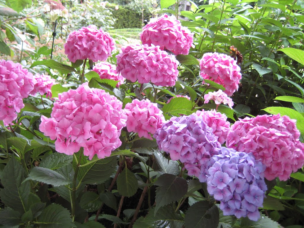 Larawan ng rosas na bouquet ng Hydrangea