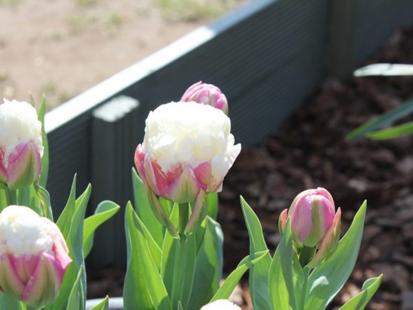 Photo de crème glacée aux tulipes