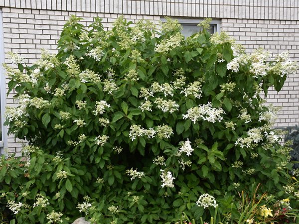 Hydrangea paniculata grande étoile