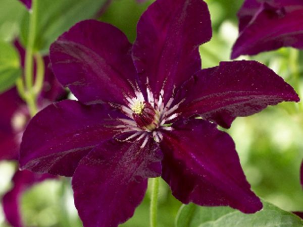 Groupe de parage Clematis Stasik