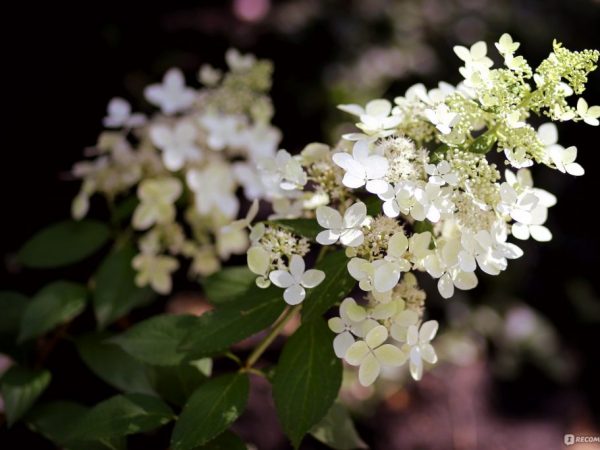 Description des confettis paniculés à l'hortensia