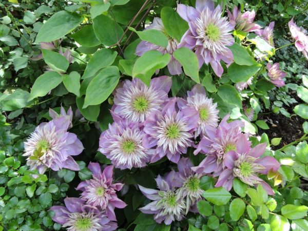 Clematis hybrid taiga