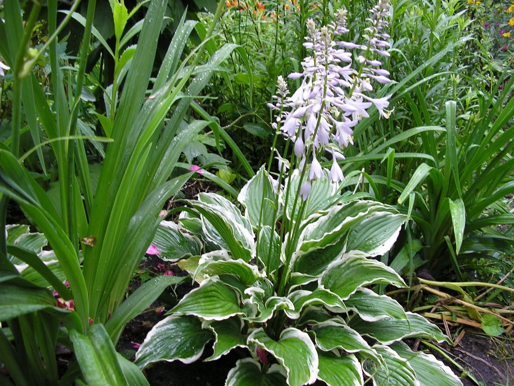 Comment propager un hosta avec une feuille