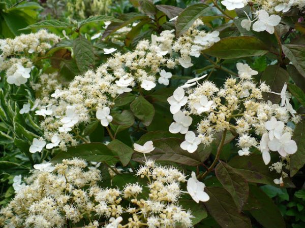 Larawan ng Hydrangea bretschneider