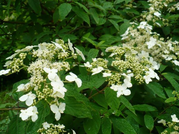 Pagtatanim at pangangalaga sa Hydrangea bretschneider