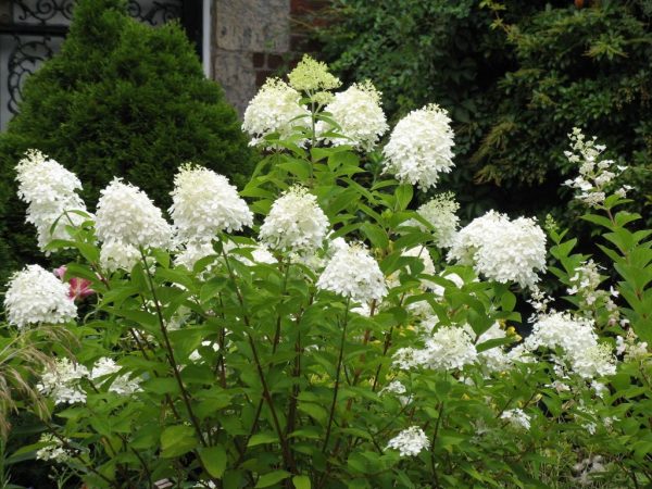 Plantation et entretien de l'hortensia grandiflora en plein champ