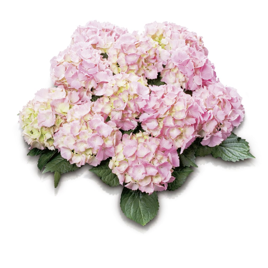 Description et photo de l'Hortensia Early Senseishen