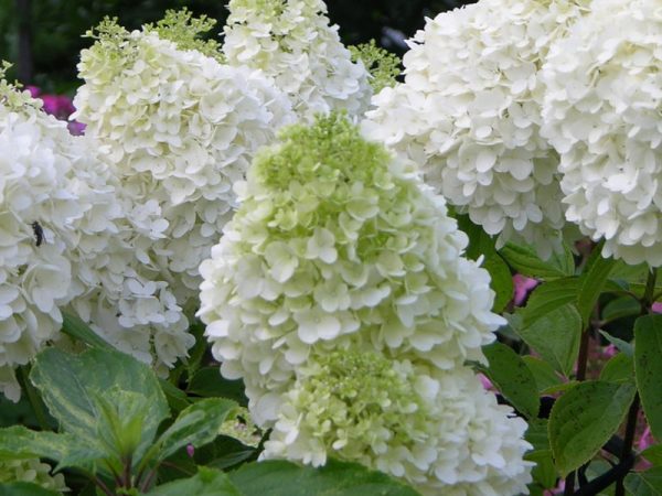 Description de l'ours polaire hortensia