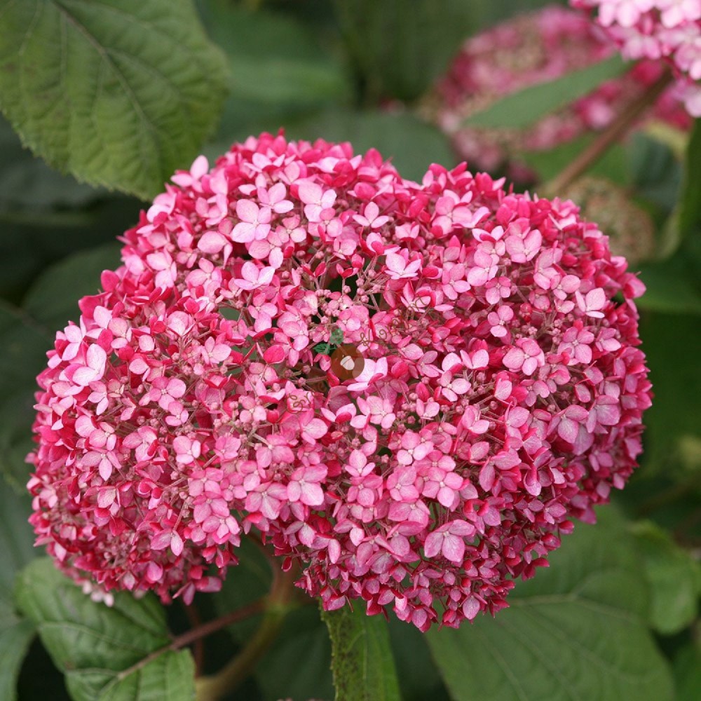 Hortensia magique