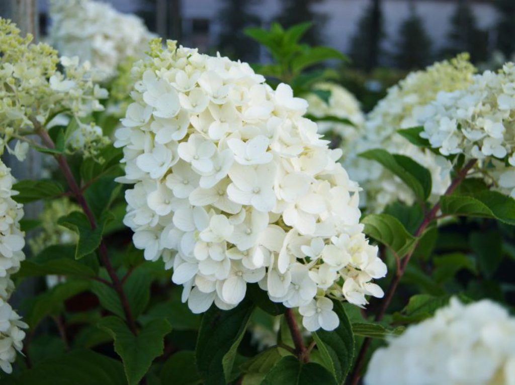 Silver dolyar hydrangea paniculata