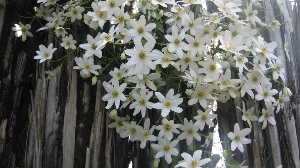 Mariée de beauté à grandes fleurs clématites