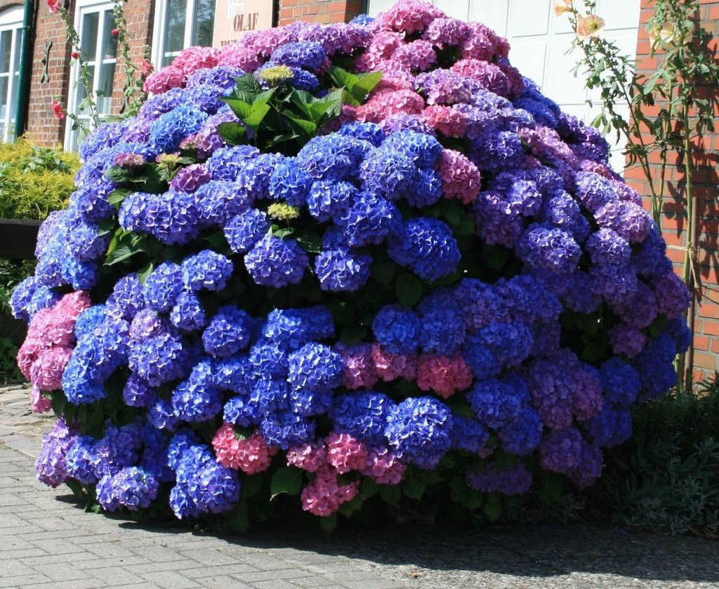 Ang Hydrangea na may malawak na palumpong rosas na pagtatanim at pangangalaga