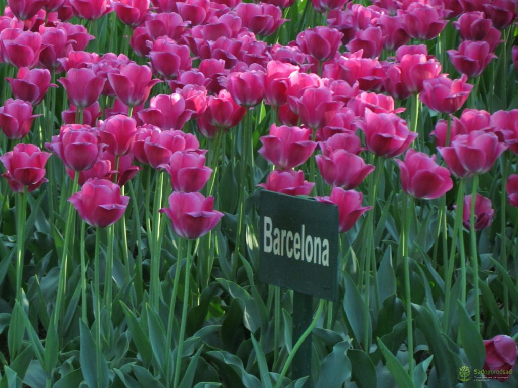 Tulipe barcelone photo